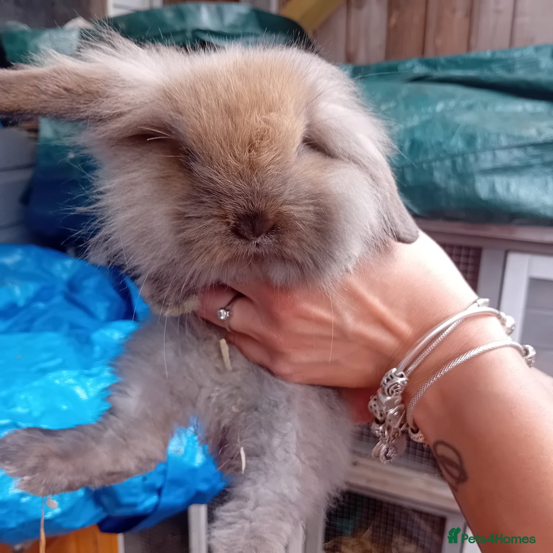 Mini Lop rabbits for sale: Mini lop rabbits  - Image 3