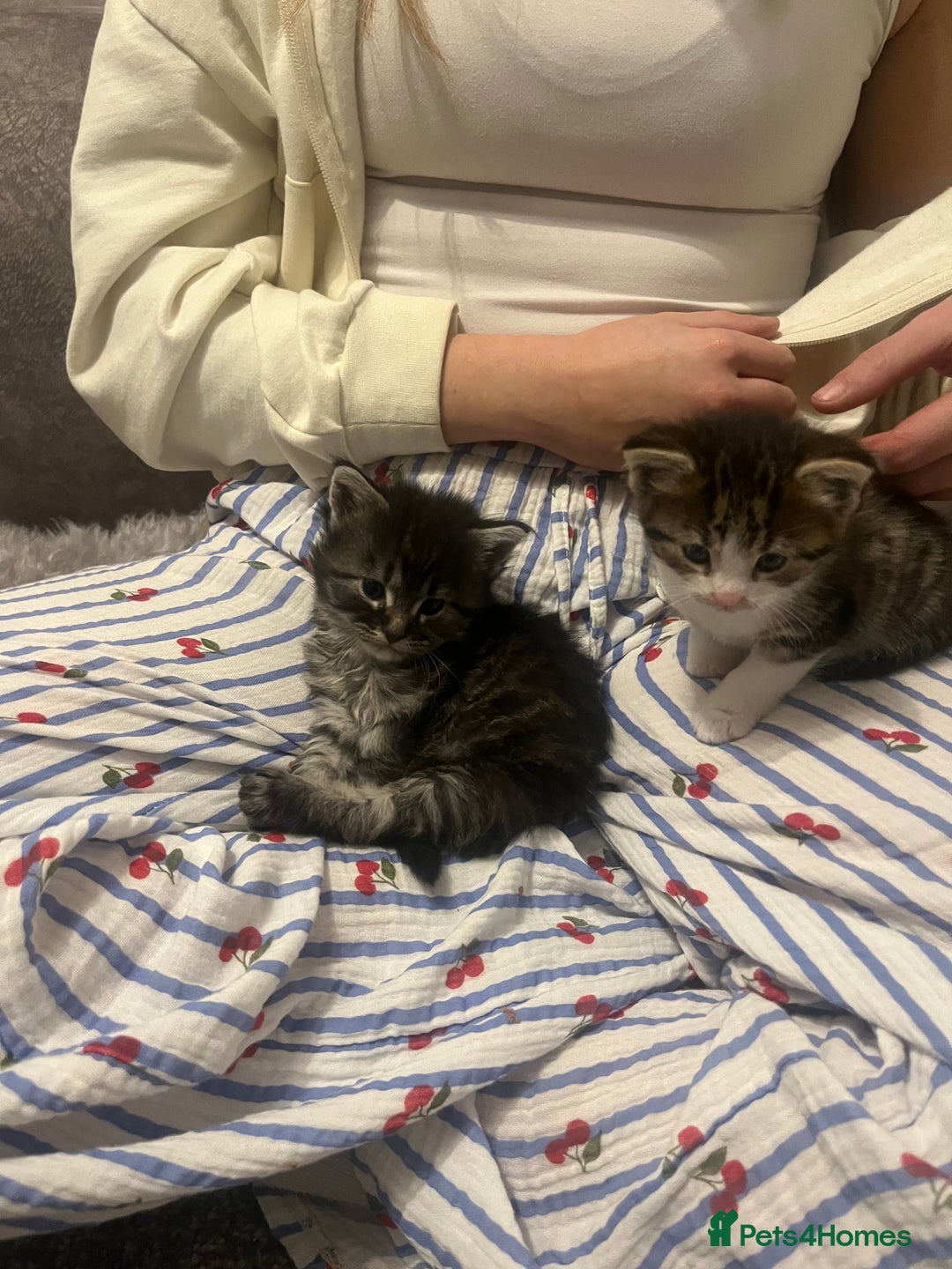 Maine Coon cats for sale: Maine coon X Ragdoll mix breed - Advert 13