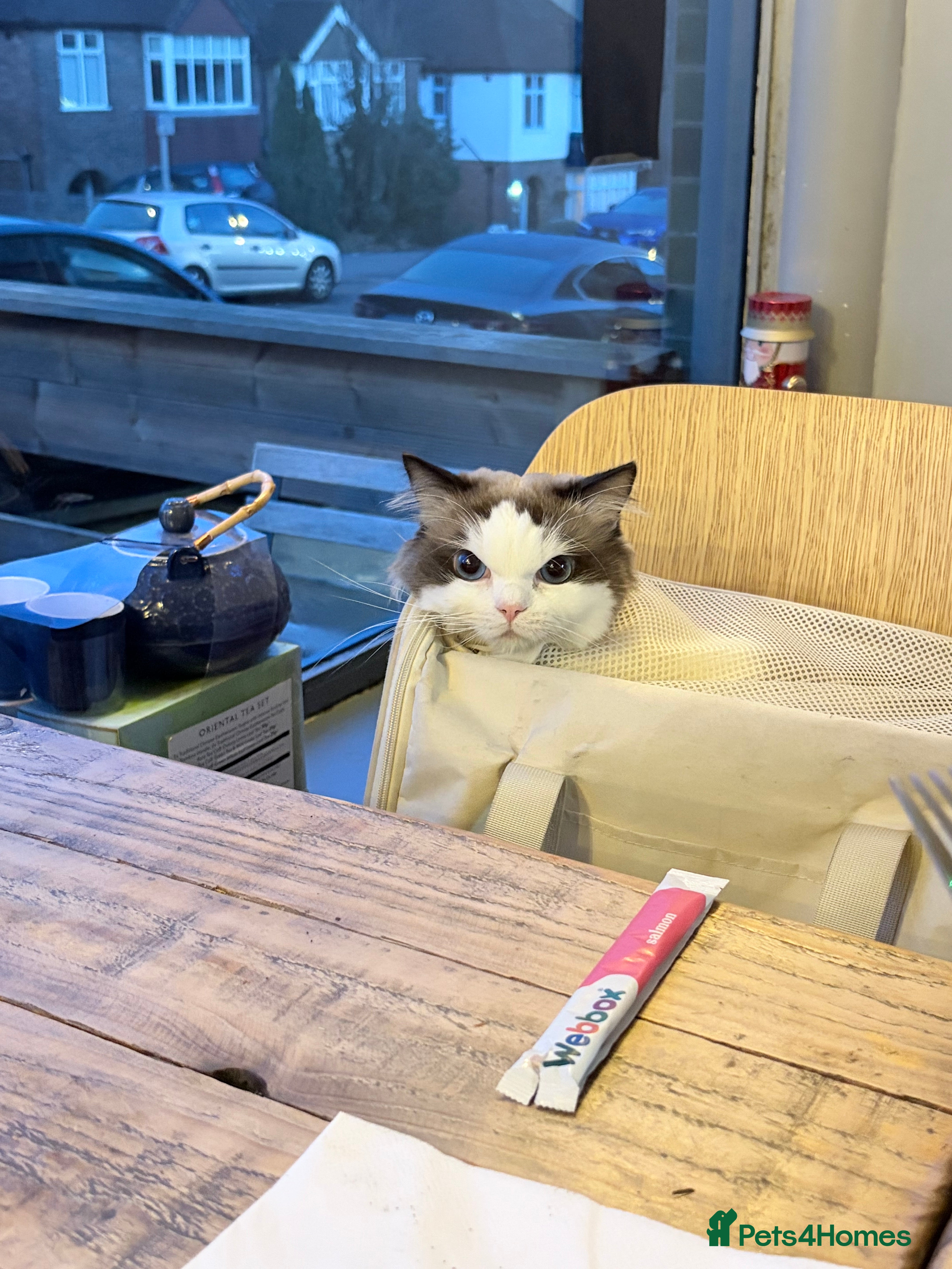 Ragdoll cats Ragdoll Stud Available – Exceptional open face - Advert 5