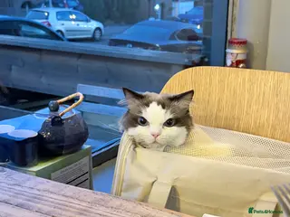 Ragdoll cats Ragdoll Stud Available – Exceptional open face - Advert 5