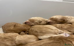 Cockapoo dogs for sale: Pra clear f1 cockpoo - Image 9