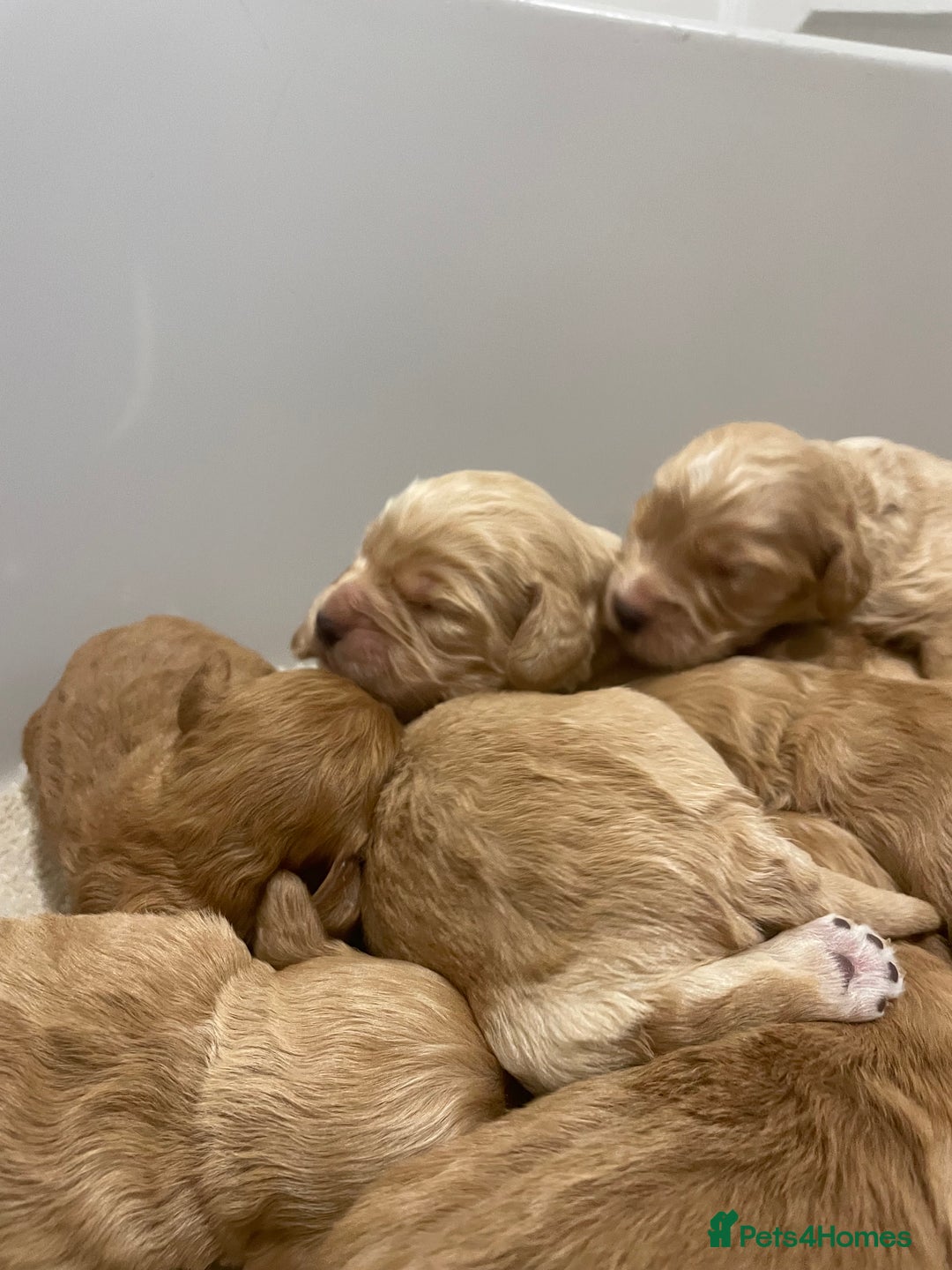 Cockapoo dogs for sale: Pra clear f1 cockpoo - Image 9