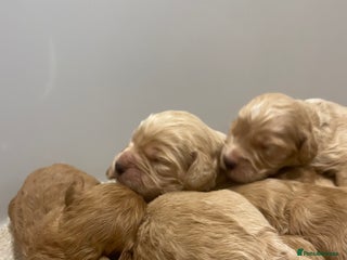 Cockapoo dogs - Advert 14