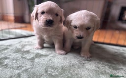Golden Retriever dogs for sale: 2 female Golden Retrievers puppies - Image 6
