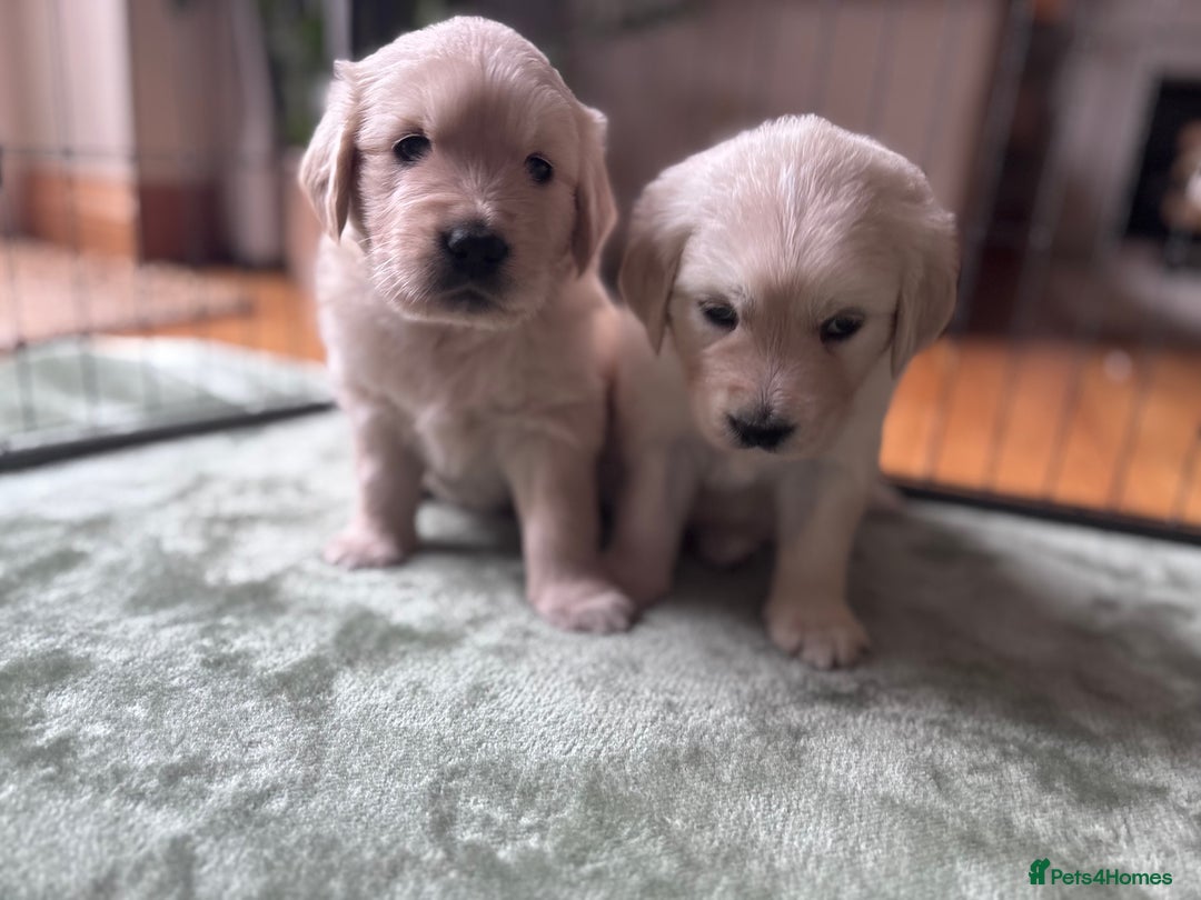 Golden Retriever dogs for sale: 2 female Golden Retrievers puppies - Image 6