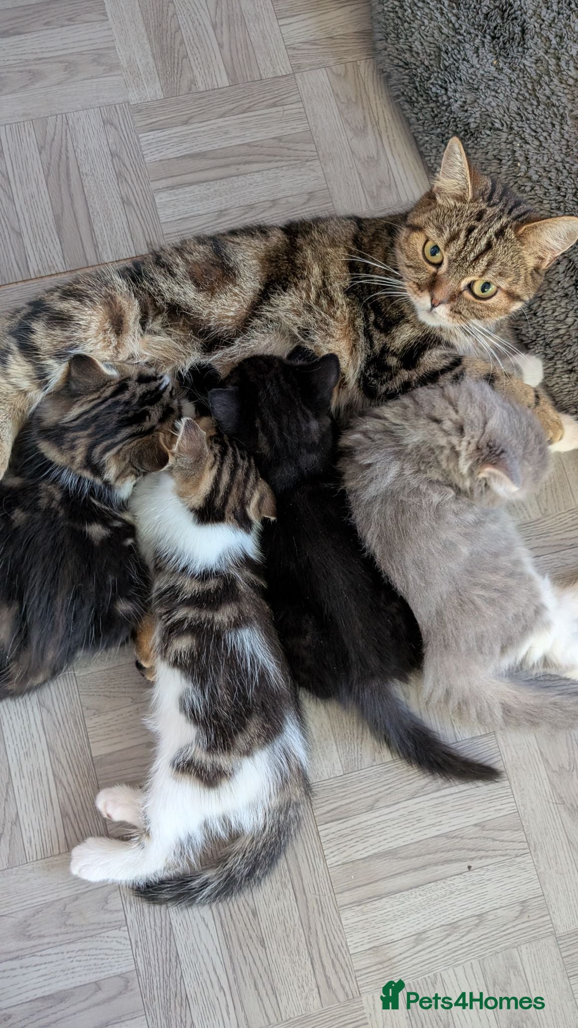Mixed Breed cats Beautiful BSHxPersian kittens - Advert 1