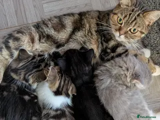 Mixed Breed cats Beautiful BSHxPersian kittens - Advert 1