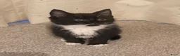 Mixed Breed cats for sale: Adorable Tuxedo kittens from much loved home - Advert 4