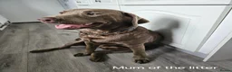 Labrador Retriever dogs for sale: HEALTH CHECKED Labrador Retriever puppies - Advert 21