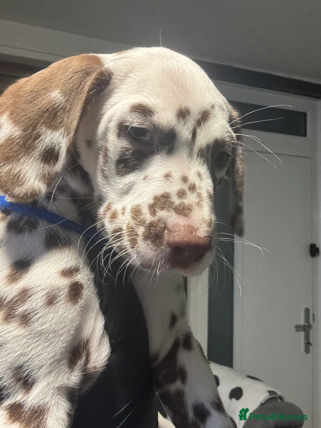 Dalmatian dogs for sale: 1 Boy Left!!! (KC Registered dalmatian pups)!!) - Advert 26