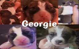 Jack Russell dogs for sale: miniature Jack Russell Puppies - Image 16