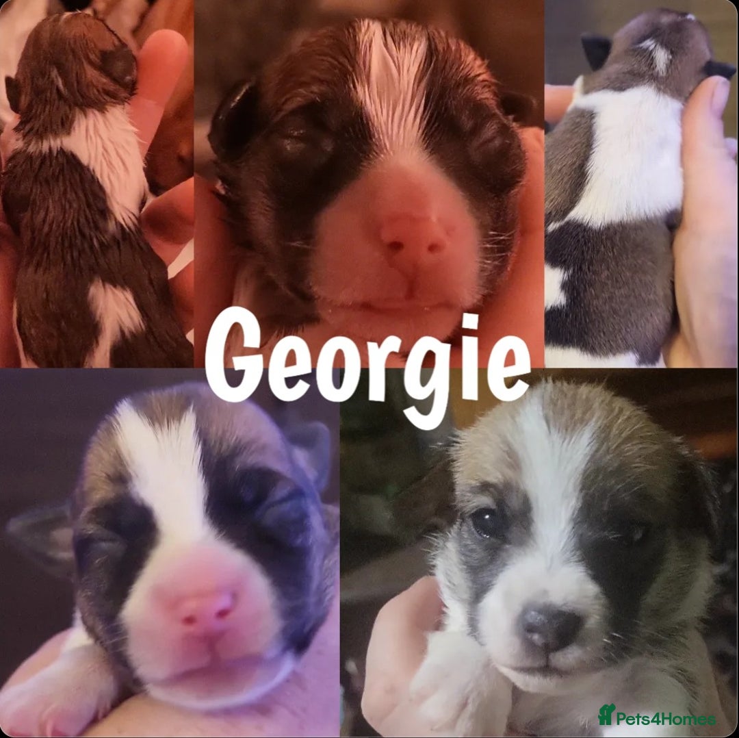 Jack Russell dogs for sale: miniature Jack Russell Puppies - Image 16