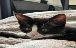 Ragdoll cats for sale: RAGDOLL X FOR SALE  - Image 2
