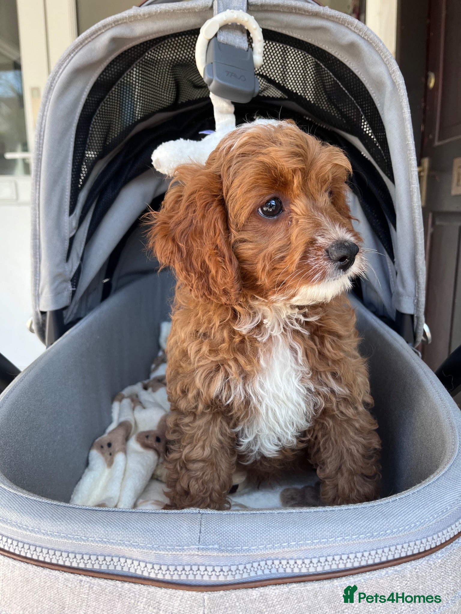 Cavapoo dogs 5*Licensed+DNAtested+Vetchecked+RED - Advert 2