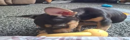 Mixed Breed dogs for sale: Frenchie x Dachshund  - Advert 2