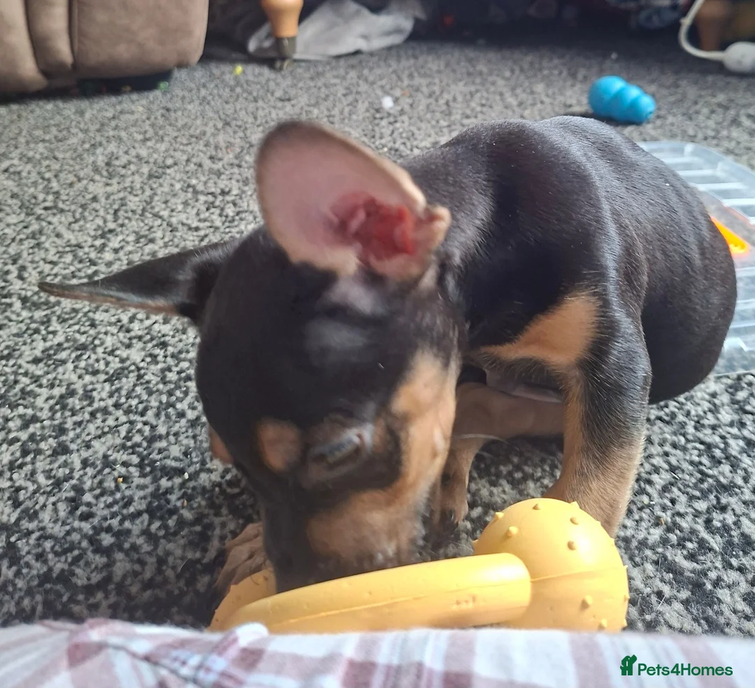Mixed Breed dogs for sale: Frenchie x Dachshund  - Advert 2