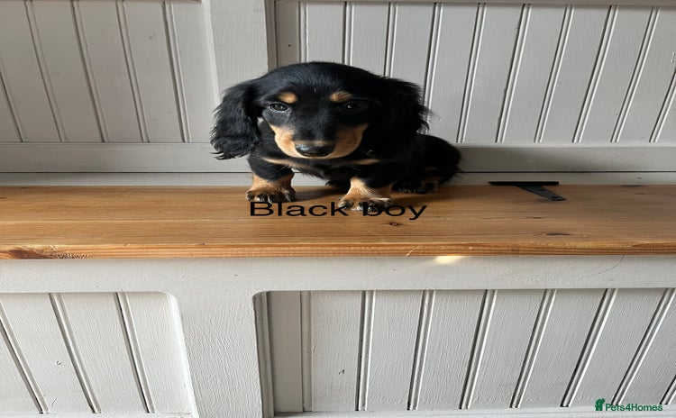 Dachshund dogs - Advert 6