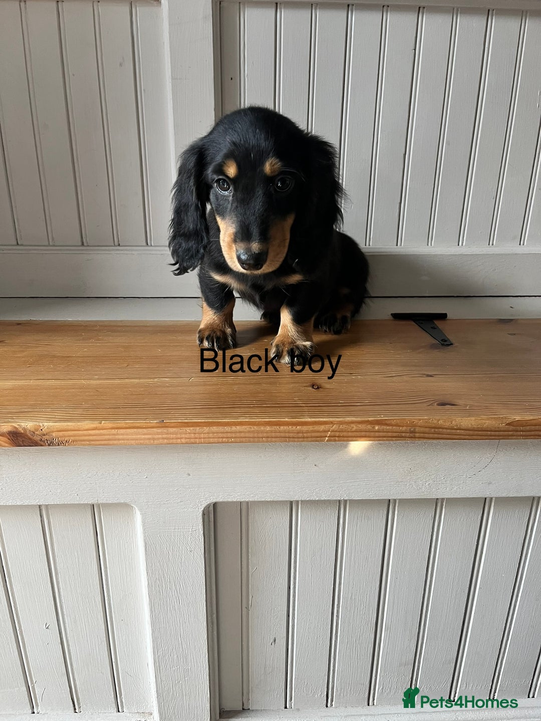 Dachshund dogs for sale: OUTSTANDING STANDARD LONGHAIR DACHSHUNDS - Image 1