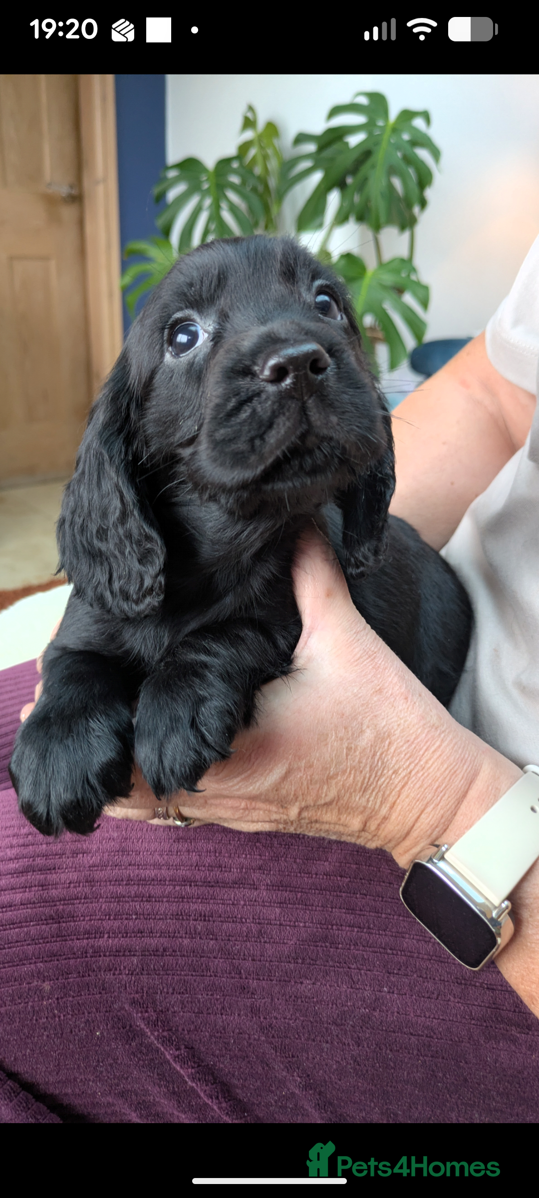 Cocker Spaniel dogs Stunning Cocker Spaniel Puppies  - Advert 1
