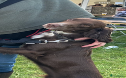 Cocker Spaniel dogs for stud: Cocker spaniel stud in Glossop - Image 11