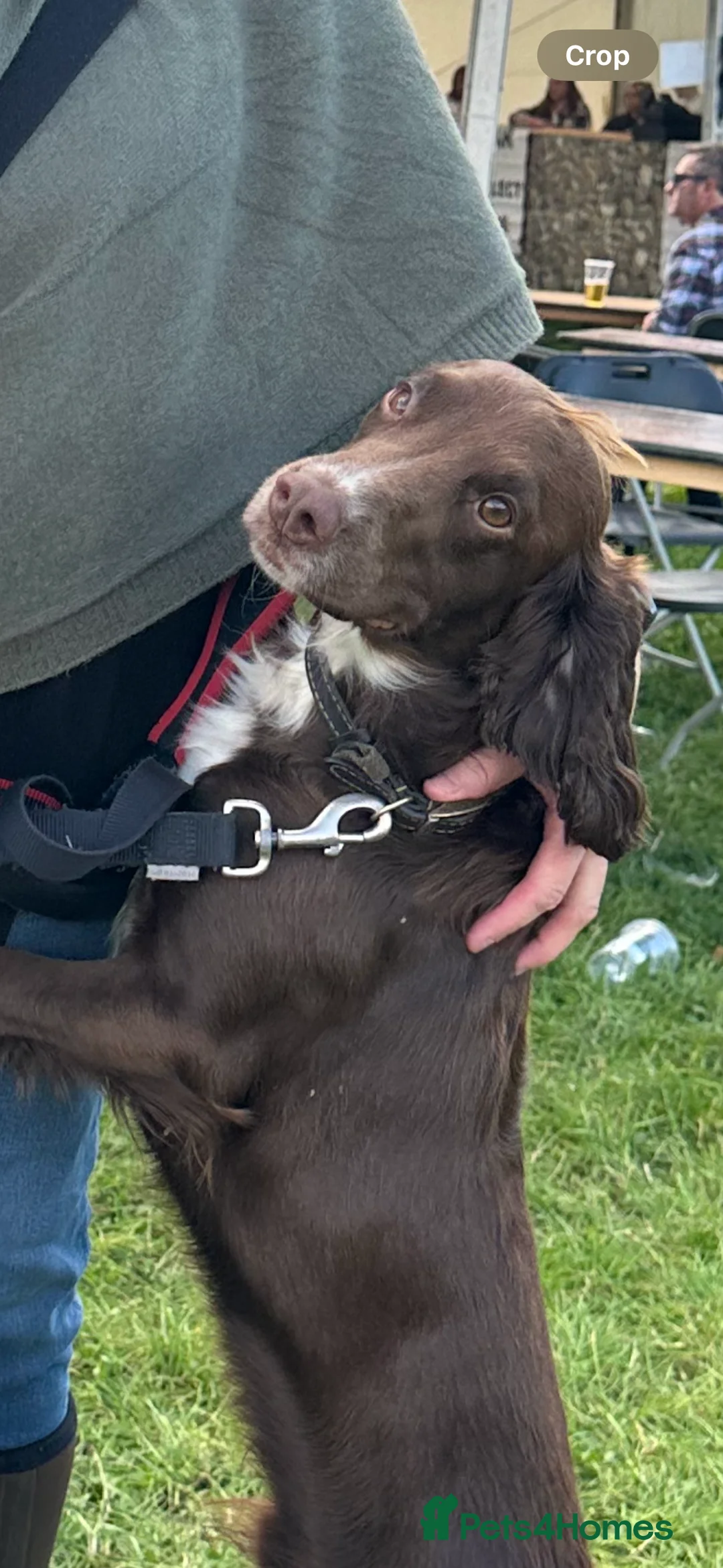 Cocker Spaniel dogs for stud: Cocker spaniel stud in Glossop - Advert 11