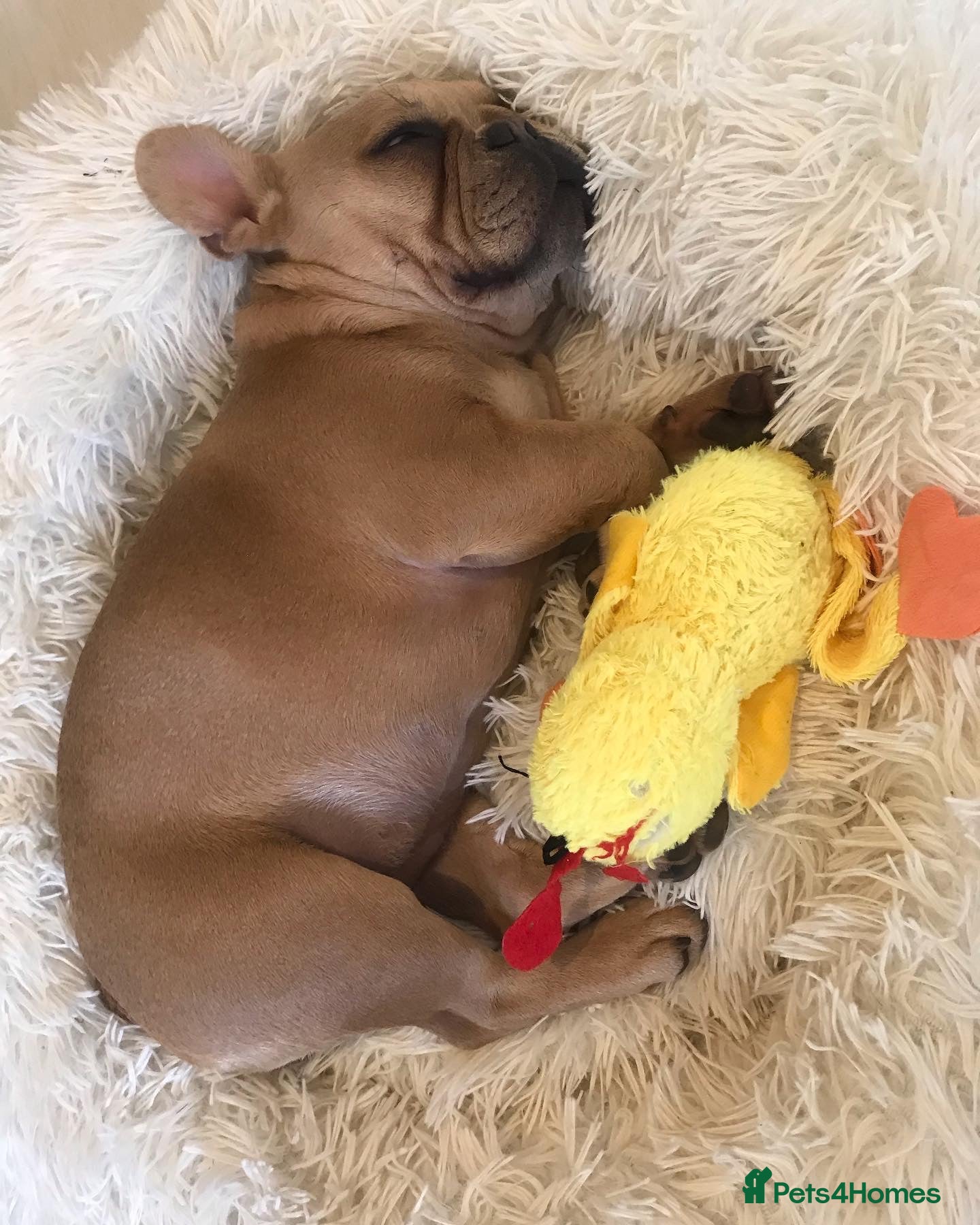 French Bulldog dogs Forever home for our beautiful girl  - Advert 16