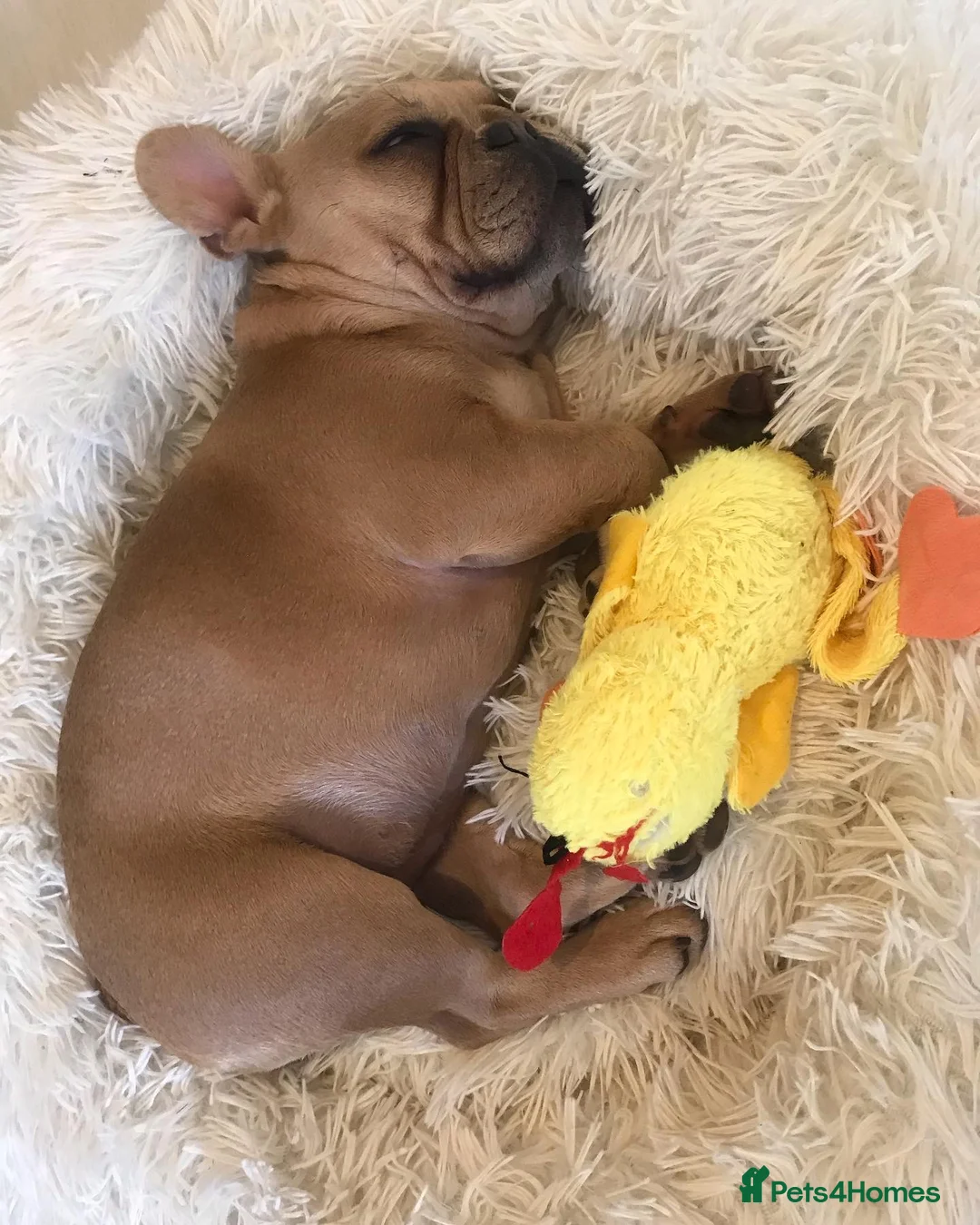 French Bulldog dogs for sale: Forever home for our beautiful girl  - Advert 4