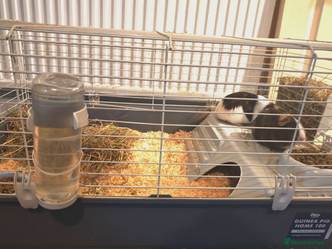 Guinea Pig rodents for sale: 2 female guinea pigs for rehoming with cage - Advert 17
