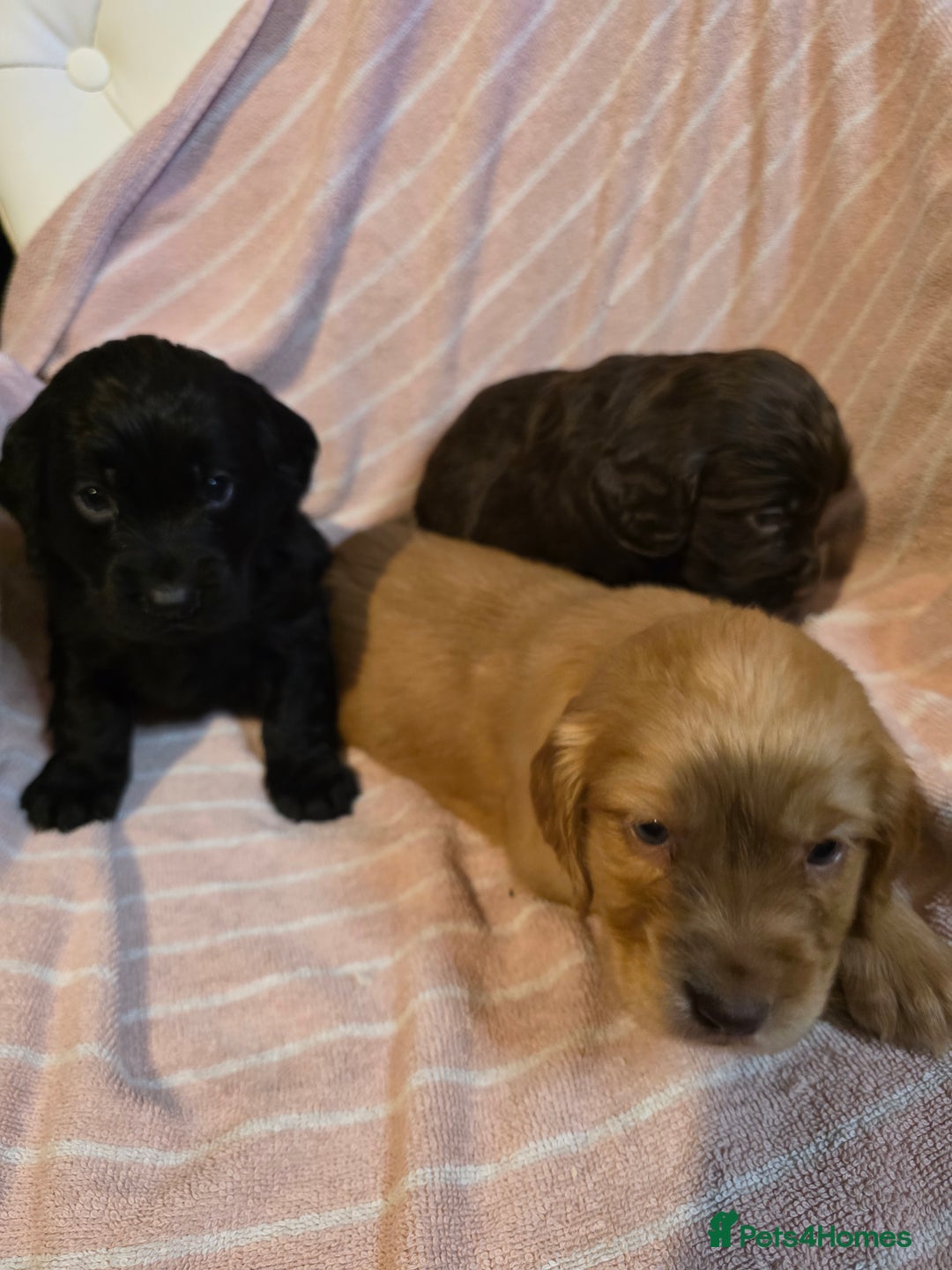 Cocker Spaniel dogs for sale: Beautiful Working KC Reg Cocker Spaniels Puppies - Advert 7