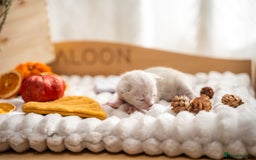Bengal cats for sale: Pure Snow Bengals-TICA champions pedigree-Stunning - Image 25