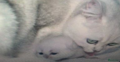 British Longhair cats in Bournemouth - Advert 10