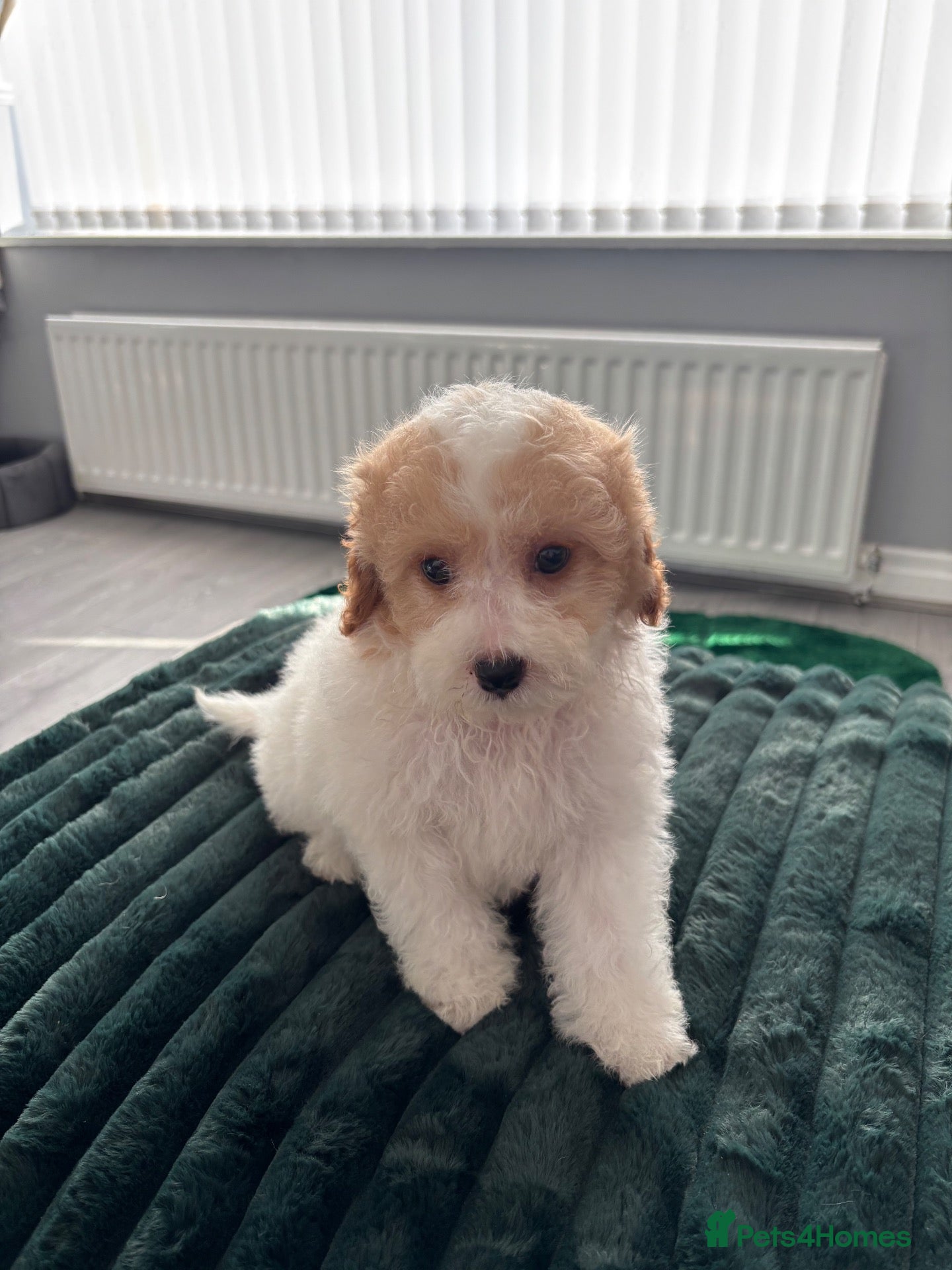 Cavapoo dogs tiny Cavapoo puppies 2 boys ready now  - Advert 2