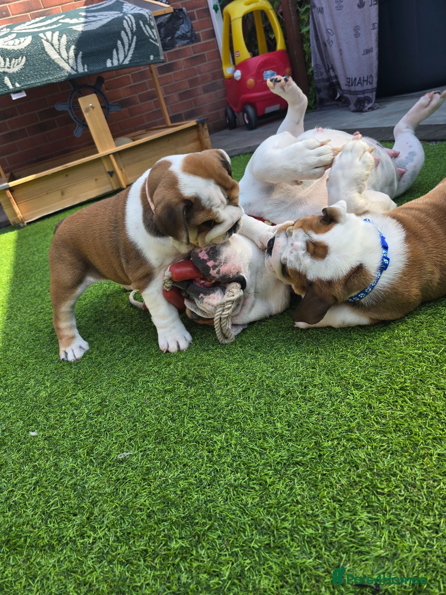 English Bulldog dogs 🐾 Last KC girl available  ready Thursday 🥰 - Advert 8