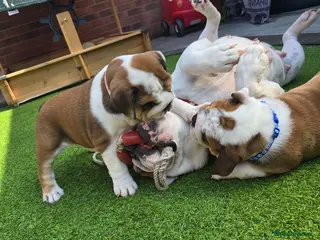 English Bulldog dogs 🐾 Last KC girl available ready Thursday 🥰 - Advert 8