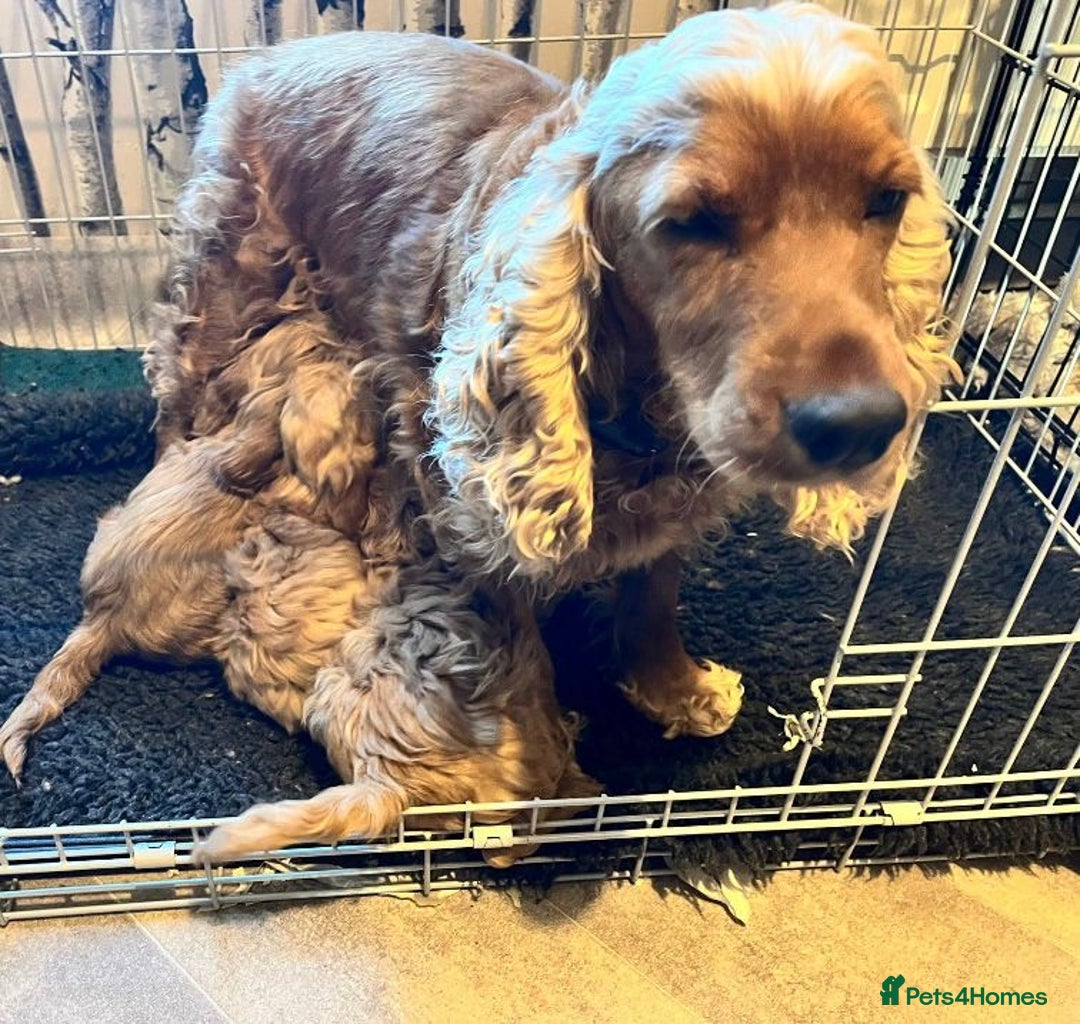 Cockapoo dogs for sale: Golden F1 cockapoo puppies  - Advert 9