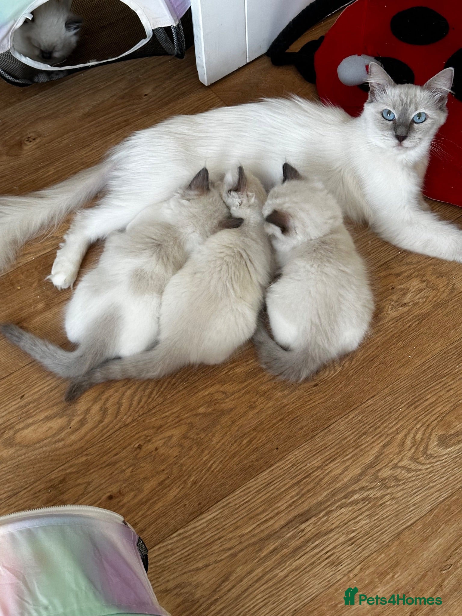 Ragdoll cats GCCF registered Ragdolls - Advert 1