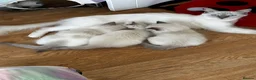Ragdoll cats for sale: GCCF registered Ragdolls - Advert 1