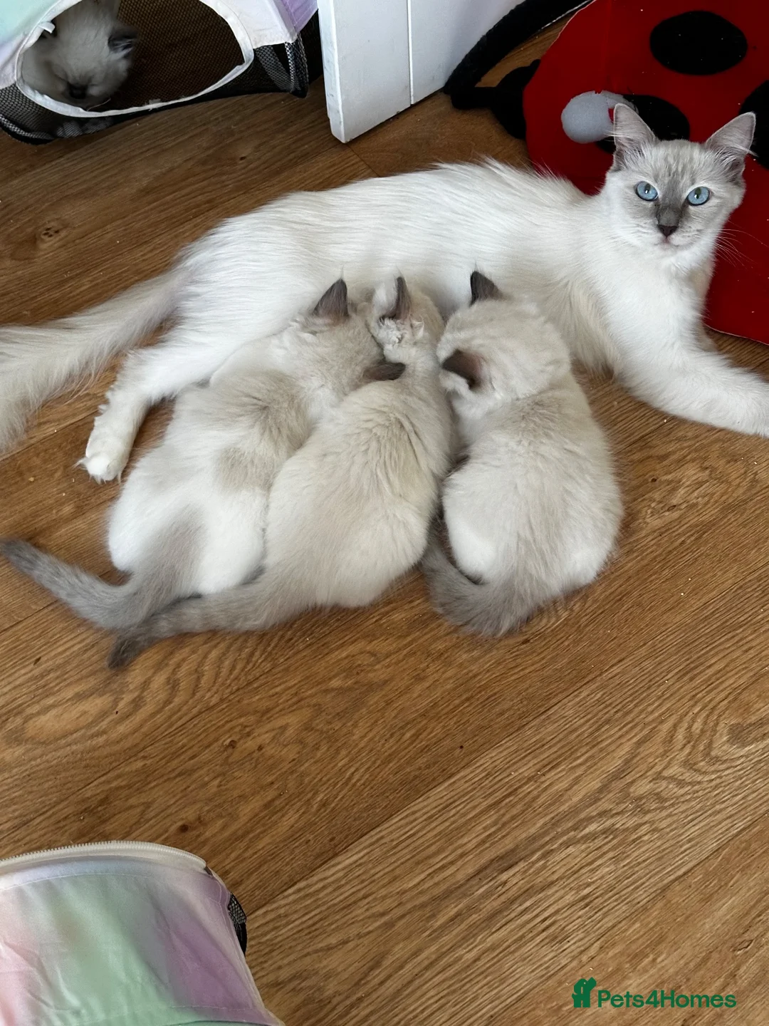 Ragdoll cats for sale: GCCF registered Ragdolls - Advert 1