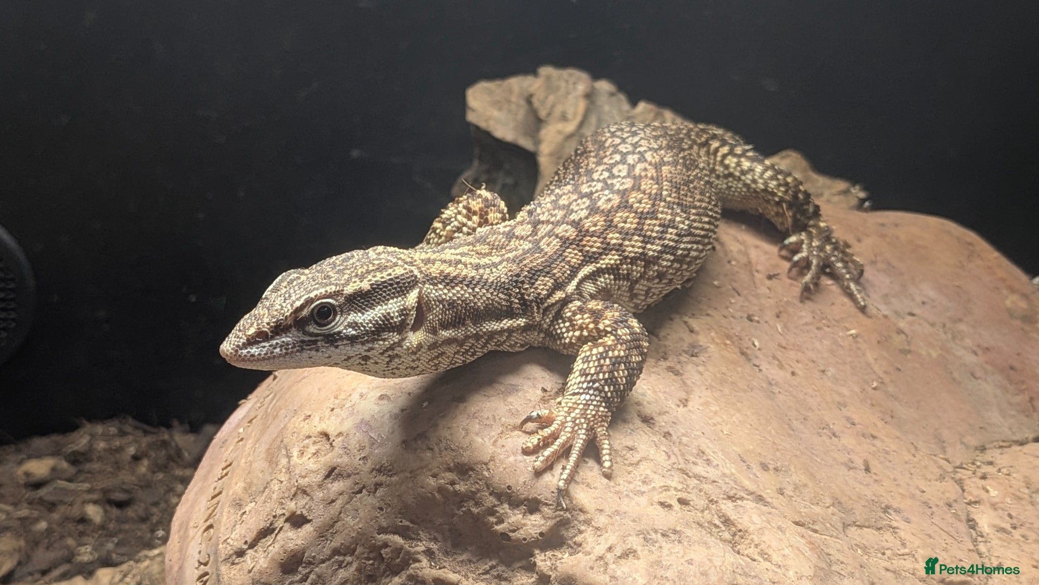Monitor reptiles Ackie monitor and setup - Advert 1
