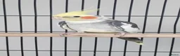 Cockatiels birds for sale: Cockatiel with cage and accessories for sale in Troon - Advert 2