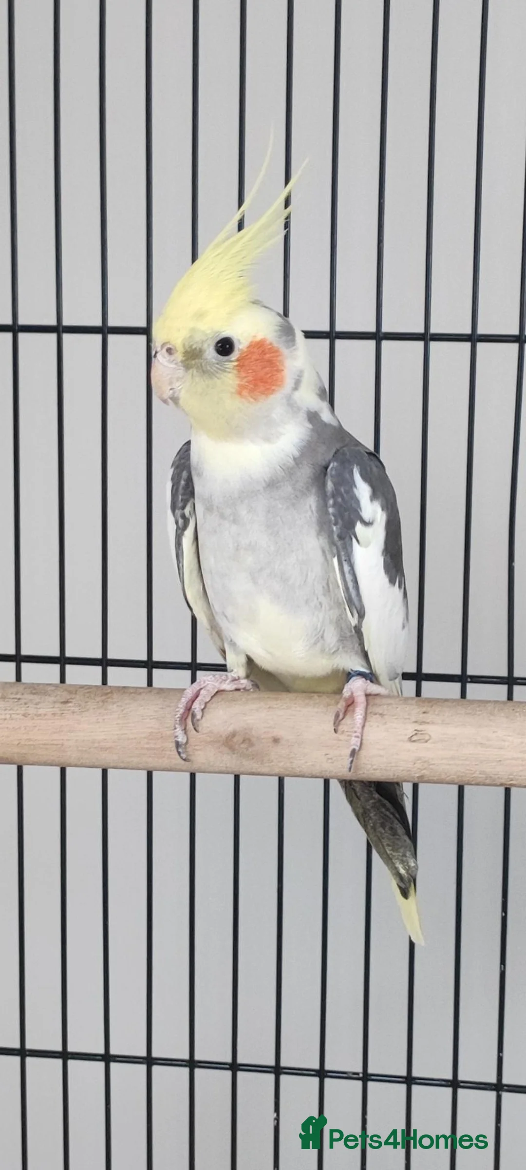 Cockatiels birds for sale: Cockatiel with cage and accessories for sale in Troon - Advert 2