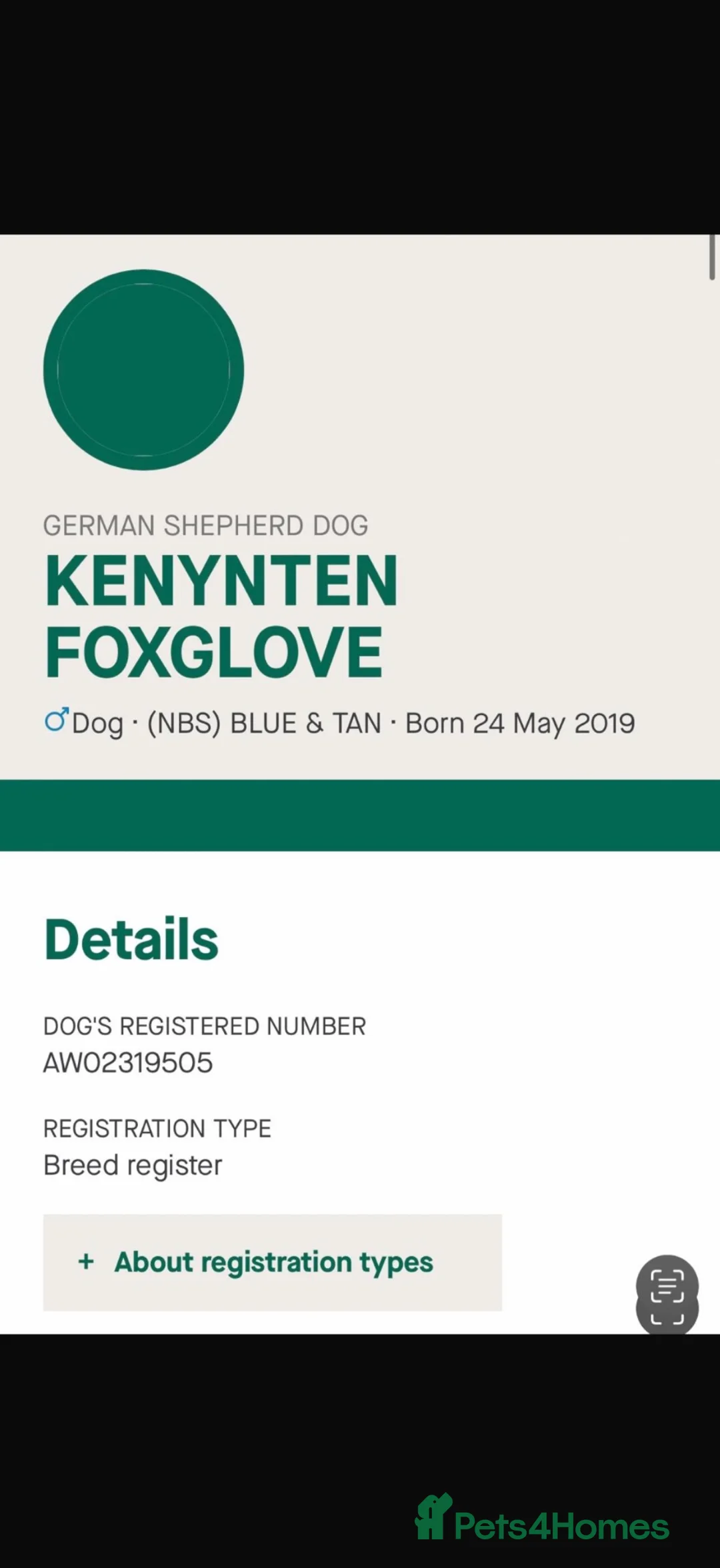 German Shepherd dogs for sale: KENBLOOM PRIMROSE RIPLEY KC health tested  - Advert 2