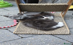 RagaMuffin cats for sale: 🐾 **Charming Ragdoll-Kittens for Adoption!** 🐾 - Image 3
