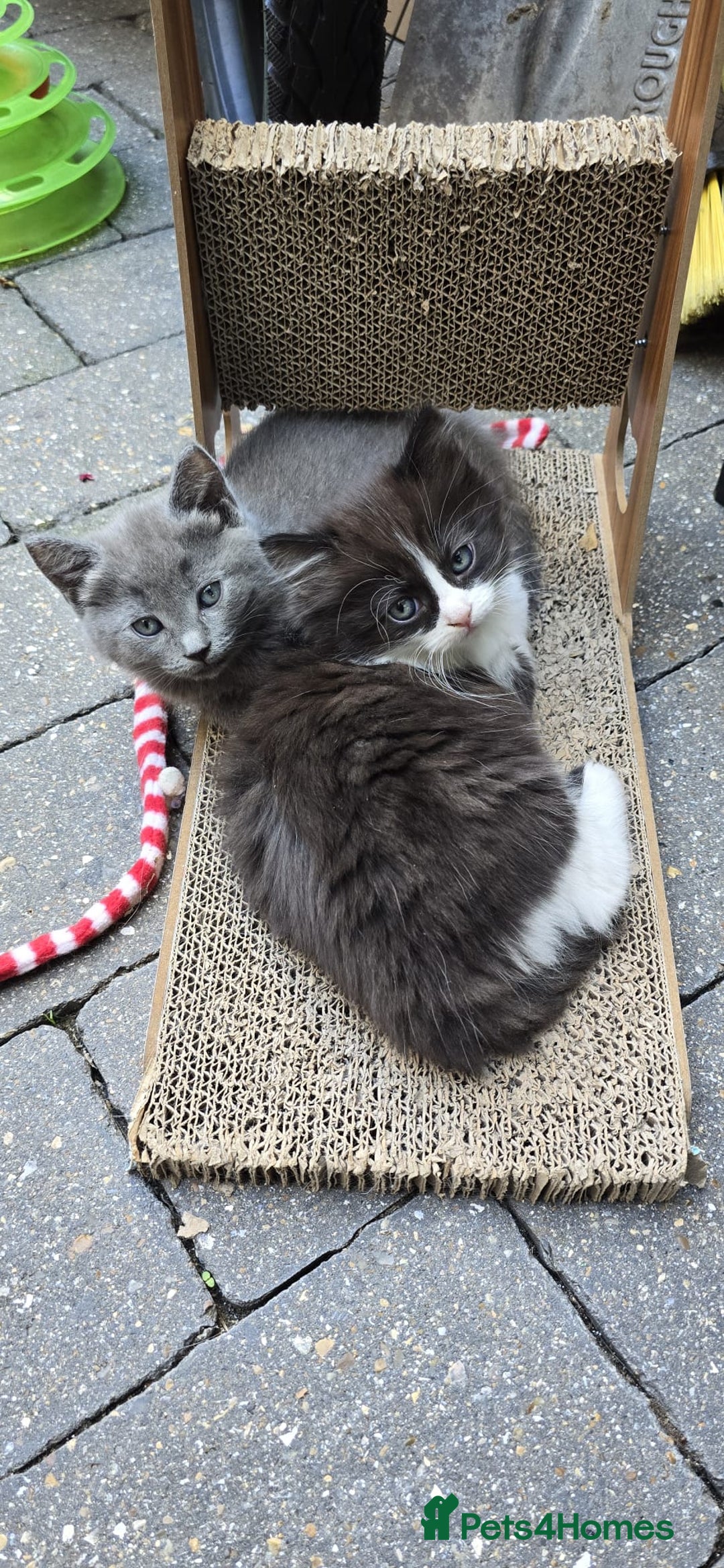 RagaMuffin cats for sale: 🐾 **Charming Ragdoll-Kittens for Adoption!** 🐾 - Image 3