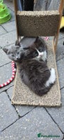 Mixed Breed cats - Advert 12