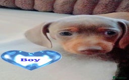 Miniature Dachshund dogs for sale: DWKC-REGISTERED- Miniature Dachshund Puppies  - Image 5