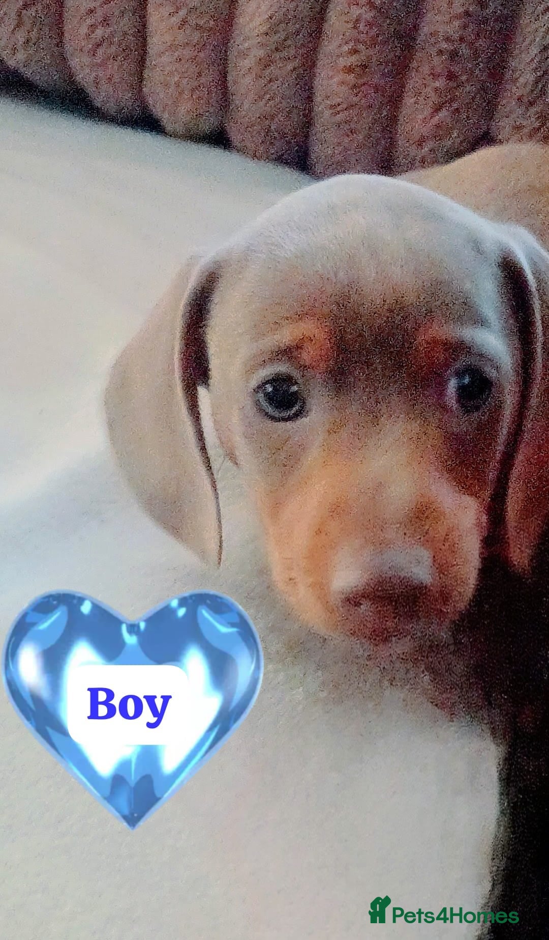 Miniature Dachshund dogs for sale: DWKC-REGISTERED- Miniature Dachshund Puppies  - Image 5