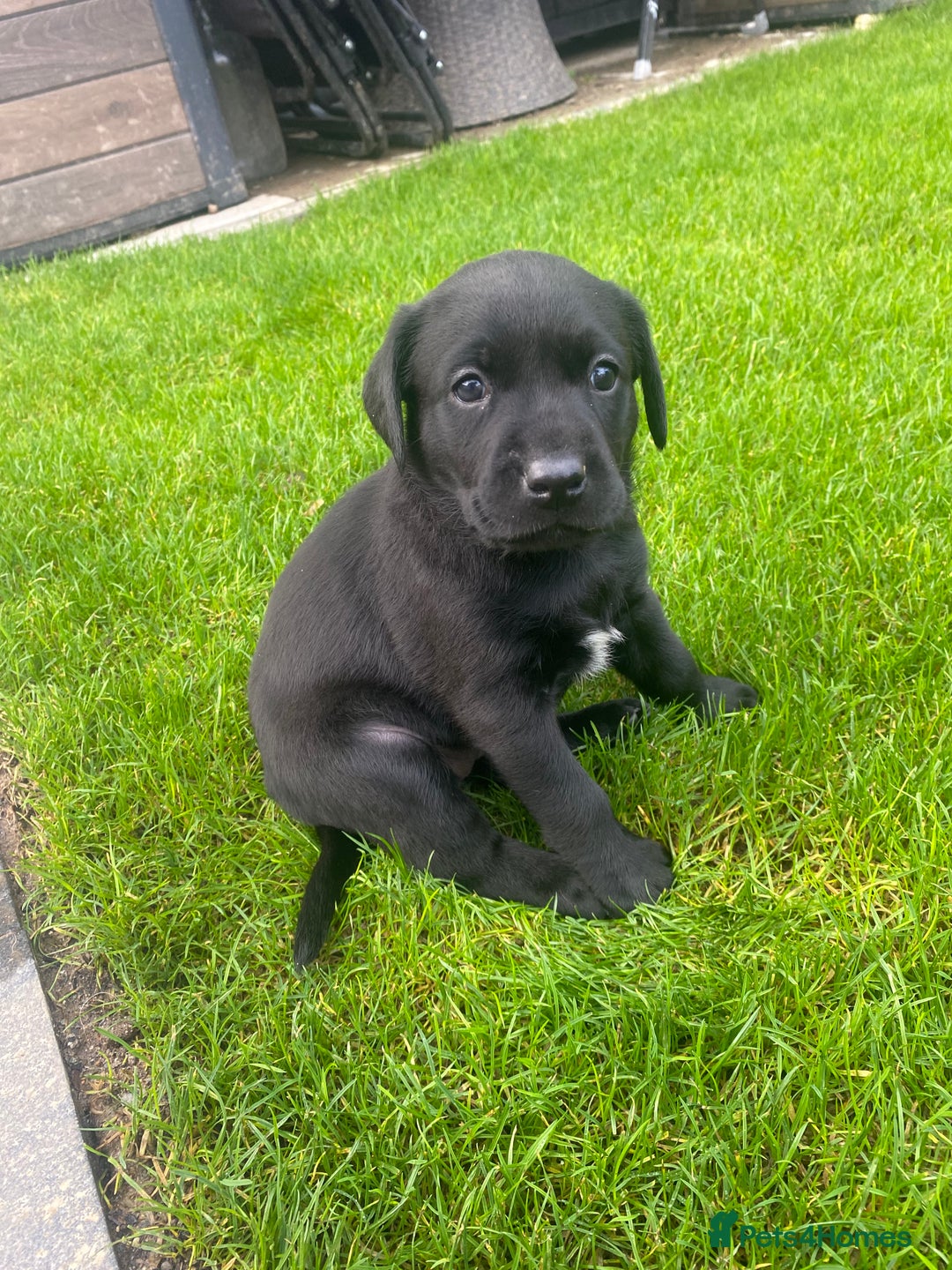 Labrador Retriever dogs for sale: Beautiful Labrador Puppies – 5 Girls & 3 Boys - Image 6
