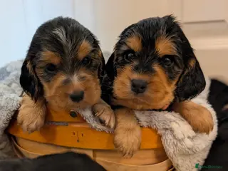 Cocker Spaniel dogs KC Health Tested Show Cocker Spaniel Puppies - Advert 3