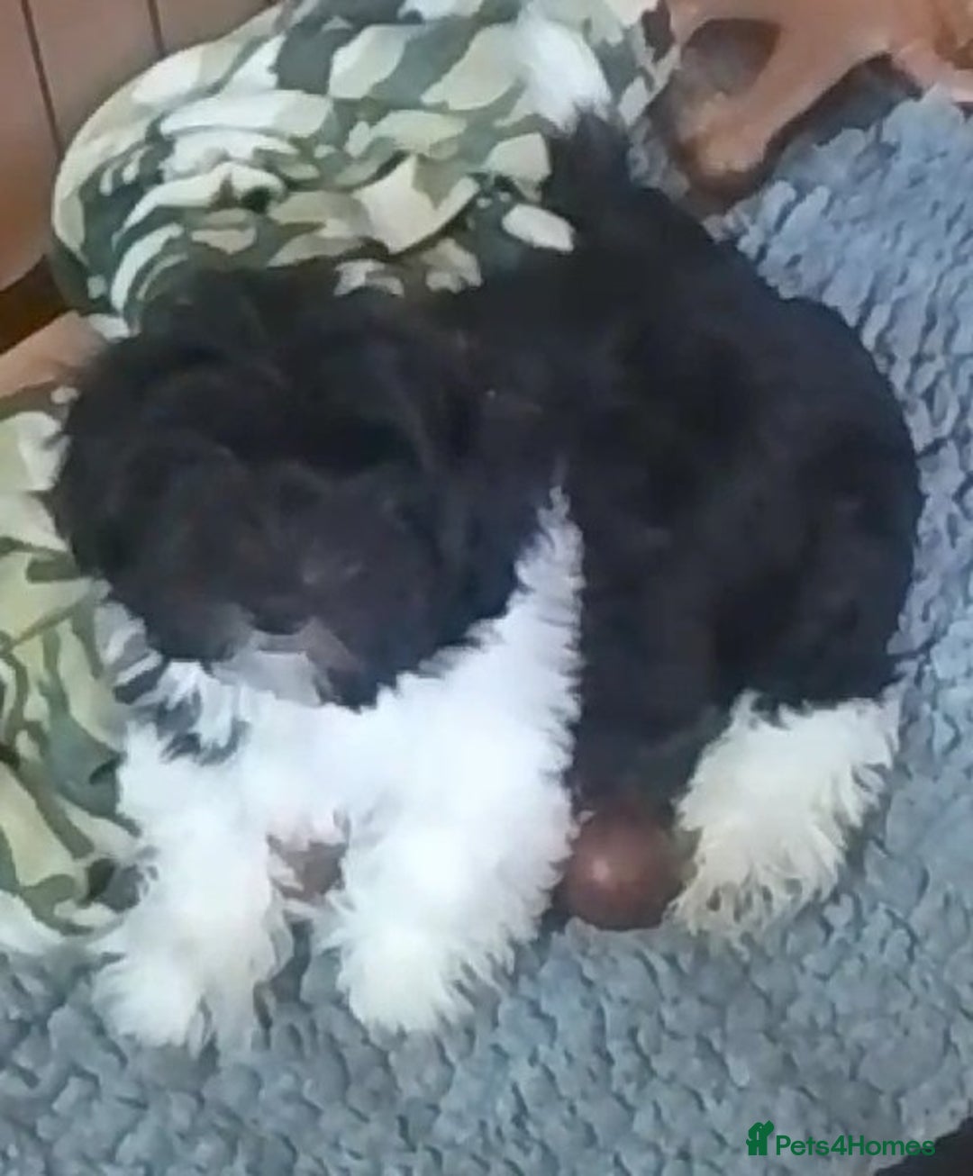 Biewer Terrier dogs for sale: Yorkshire Terrier (Biewer) Puppies  - Image 1